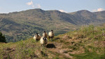 © Elaine Newington Ward  <em>Sheep below Wansfell</em>