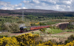 © John Cooper-Smith  <em>gorse time at Culloden</em>