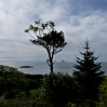 © Gill Pinkerton  <em>Ailsa Craig</em>