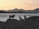 © Harry Pinkerton  <em>Early evening on the Sound of Jura</em>