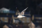 © Chris Chandler  <em>Winter plumaged immature black headed gull</em>