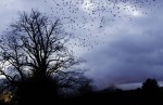© Christine Flitcroft  <em>Home to Roost</em>