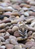 © David Crutchley  <em>Snow Bunting</em>