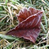 © Sue Haddrill  <em>Frosty Leaves</em>