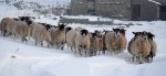 © Jeanette Davidson  <em>feeding time</em>