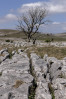 © Andy Best  <em>Lone Tree Malham</em>