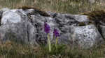 © Andy Best  <em>Purple Orchid</em>
