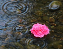 © Elaine Newington Ward  <em>Begonia in the stream</em>