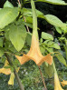© Gill Pinkerton  <em>Golden Angel's Trumpet</em>