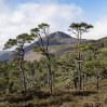 &copy; Harry Pinkerton&nbsp;&nbsp;<em>Sgurr na Lappich from Glen Affric</em>