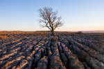 &copy; Peter Robinson&nbsp;&nbsp;<em>Malham Lone Tree</em>