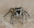 &copy; Brian Blinkhorn&nbsp;&nbsp;<em>Jumping Spider Stack 02</em>