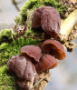 &copy; Sue Haddrill&nbsp;&nbsp;<em>Jelly Ear Fungus</em>