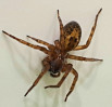 &copy; Elaine Newington Ward&nbsp;&nbsp;<em>Tegenaria domestica, dometic house spider</em>