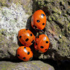 &copy; Tim Fearon&nbsp;&nbsp;<em>Ladybird Huddle</em>