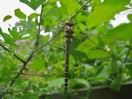 © Chris Chandler  <em>Dragonfly</em>