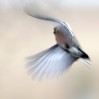 © David Crutchley  <em>Chaffinch in flight</em>