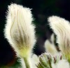 © Margaret Smith  <em>Buds</em>