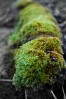 © Paul Higgins  <em>Natural Beauty</em>