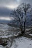 © Paul Higgins  <em>Tree</em>