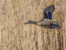 &copy; Brian Blinkhorn&nbsp;&nbsp;<em>Female Mallard</em>