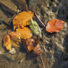 © Sue Best  <em>Autumn Leaves</em>