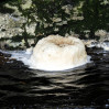 © Sue Best  <em>Foam on the water</em>