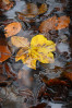 &copy; Tim Fearon&nbsp;&nbsp;<em>Autumn Leaves 1</em>