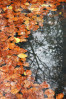© Tim Fearon  <em>Autumn Leaves 2</em>