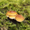 &copy; Andy Best&nbsp;&nbsp;<em>Flammulina velutipes sl.</em>