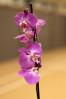 &copy; Andy Best&nbsp;&nbsp;<em>Orchid</em>