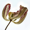 &copy; Sue Haddrill&nbsp;&nbsp;<em>Faded Flower</em>