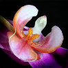 &copy; Tim Fearon&nbsp;&nbsp;<em>Orchid Flower</em>