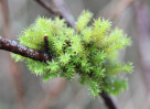 &copy; Mike Mellers&nbsp;&nbsp;<em>moss on a stick</em>