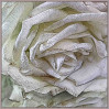 &copy; Sue Haddrill&nbsp;&nbsp;<em>White Rose</em>