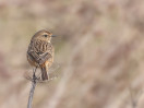 &copy; Brian Blinkhorn&nbsp;&nbsp;<em>Stonechat</em>