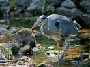&copy; David Crutchley&nbsp;&nbsp;<em>Heron with fish</em>