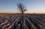 &copy; Peter Robinson&nbsp;&nbsp;<em>Lone tree on limestone (P)</em>