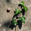&copy; Angus King&nbsp;&nbsp;<em>Snails and Ivy</em>