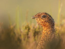 &copy; Brian Blinkhorn&nbsp;&nbsp;<em>Red Grouse in the Undergrowth</em>