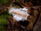 &copy; Ian Lively&nbsp;&nbsp;<em>Feather Ice</em>