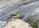 &copy; David Crutchley&nbsp;&nbsp;<em>Grey Wagtail 02</em>