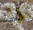 &copy; Tim Fearon&nbsp;&nbsp;<em>Gravestone Lichen</em>