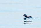 &copy; Paul Higgins&nbsp;&nbsp;<em>Reflections of a Puffin</em>