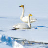 &copy; Angus King&nbsp;&nbsp;<em>Whooper Swans ##</em>