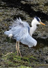 &copy; Chris Chandler&nbsp;&nbsp;<em>Stornoway Heron</em>