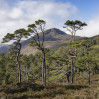 &copy; Harry Pinkerton&nbsp;&nbsp;<em>Glen Affric #</em>