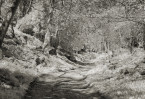 &copy; Margaret Smith&nbsp;&nbsp;<em>Woodland Path in April</em>