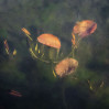 &copy; Margaret Smith&nbsp;&nbsp;<em>Water lily New Leaves##</em>