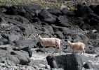 &copy; Paul Higgins&nbsp;&nbsp;<em>Sheep on the beach *</em>